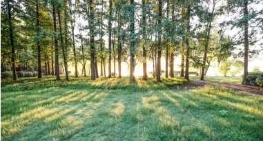 點滴保護(hù)，“森”生不息 | FSC科普小課堂